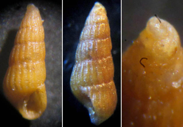 Chrysallida suturalis ....